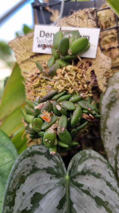 Dendrobium lichenastrum - Common Button Orchid Root'd Plants 