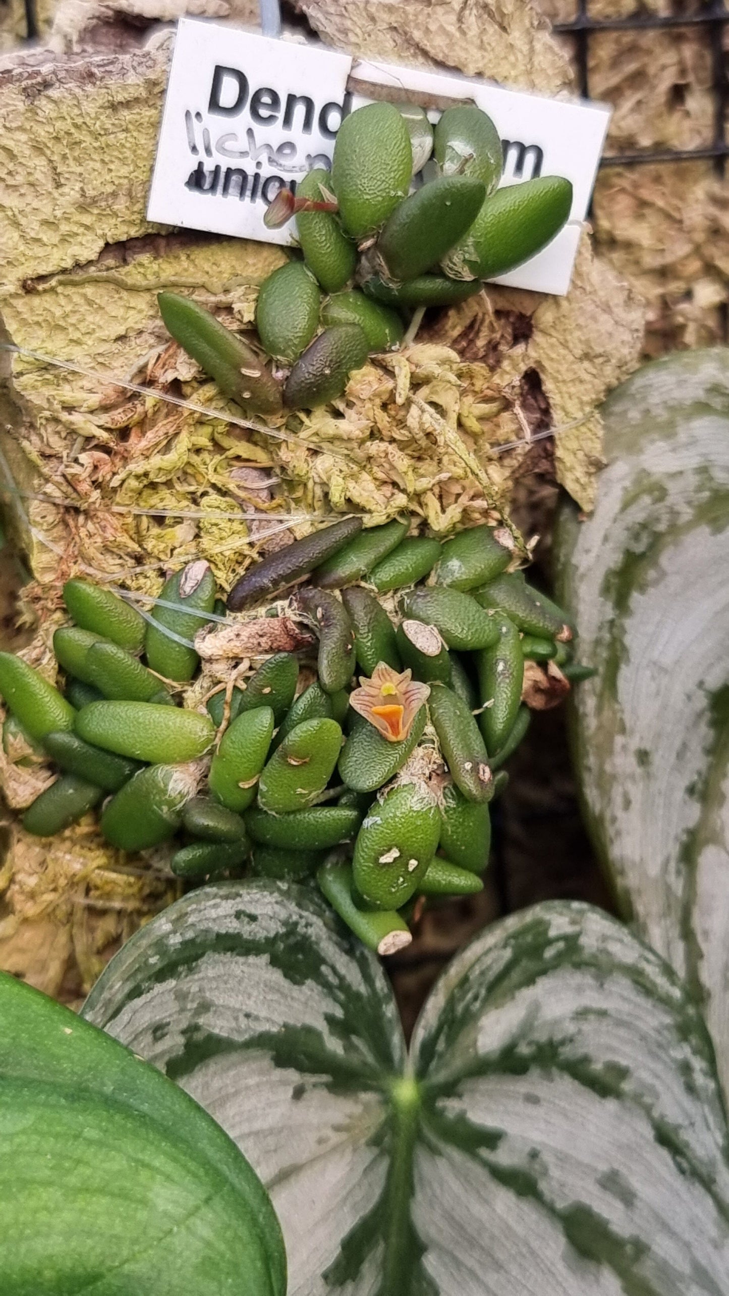 Dendrobium lichenastrum - Common Button Orchid Root'd Plants 