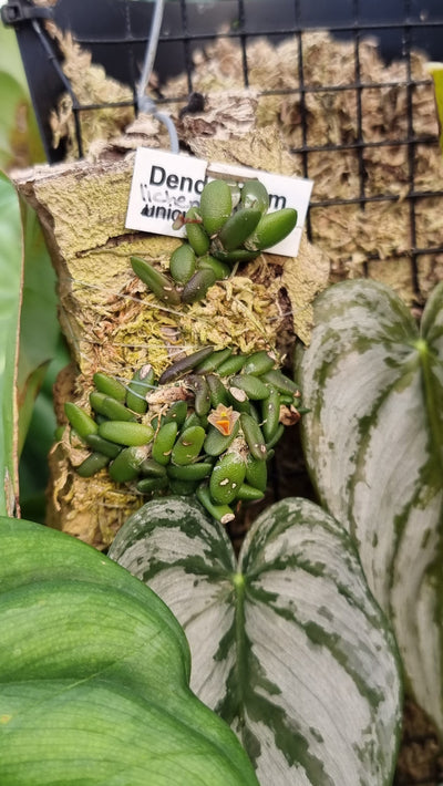 Dendrobium lichenastrum - Common Button Orchid Root'd Plants 