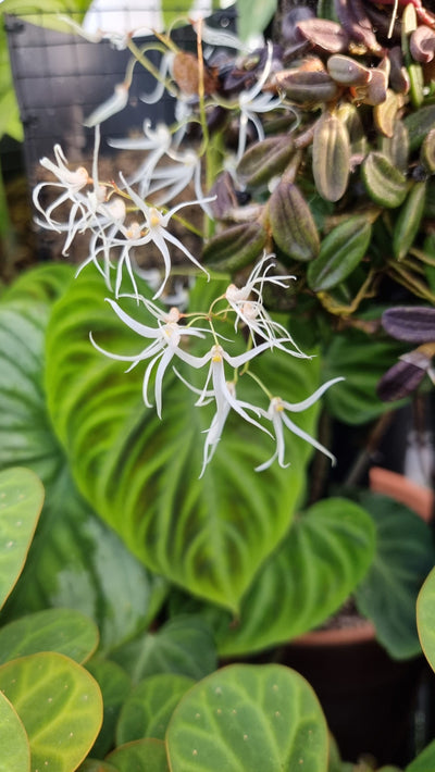 Dendrobium linguiforme - Tongue Orchid Root'd Plants 