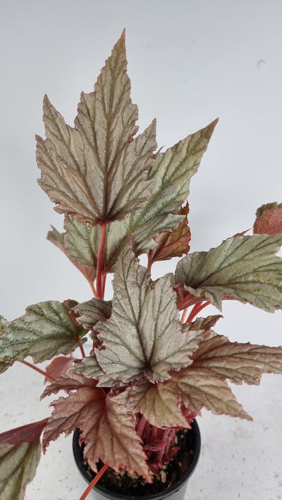 Begonia HOLIDAY™ 'Silver Bells' Root'd Plants 