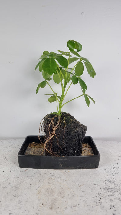 Schefflera arboricola - Dwarf Umbrella Plant Root'd Plants On The Rocks (Home Delivery Only) 