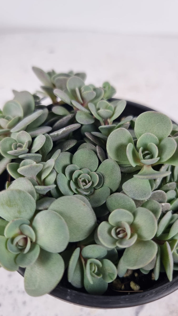 x Sodoro (Sedum x Orostachys) 'Blue Elf'