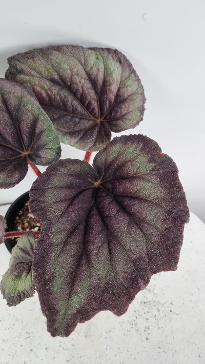 Begonia rex 'Purple Haze' Root'd Plants 