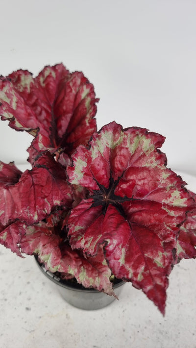 Begonia rex 'Kotobuki' Root'd Plants 
