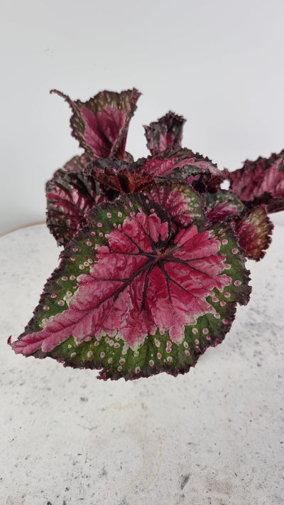 Begonia rex 'Dibs Rothko' Root'd Plants 