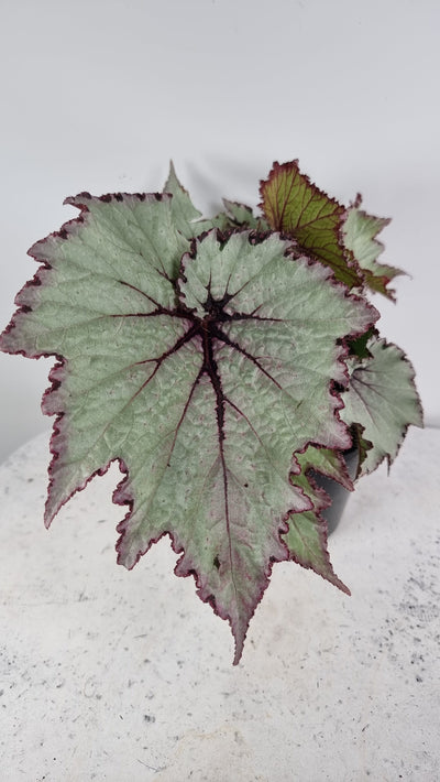 Begonia rex 'Curly Peppermint' Root'd Plants 