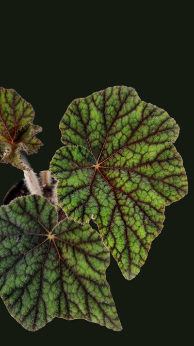 Begonia incarnata - Metallic Leaf Begonia Root'd Plants 