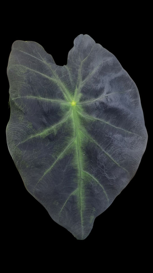 Colocasia esculenta 'Illustris' - Black Beauty Taro Plant Root'd Plants 