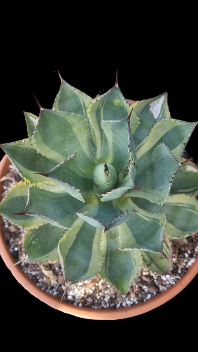Agave potatorum 'Snowfall' - Variegated Butterfly Agave Root'd Plants 
