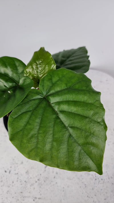 Ficus umbellata - Umbrella Fig Root'd Plants 