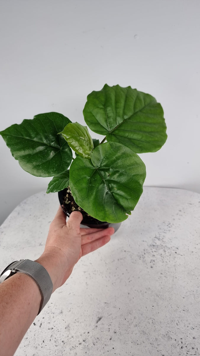 Ficus umbellata Umbrella Fig