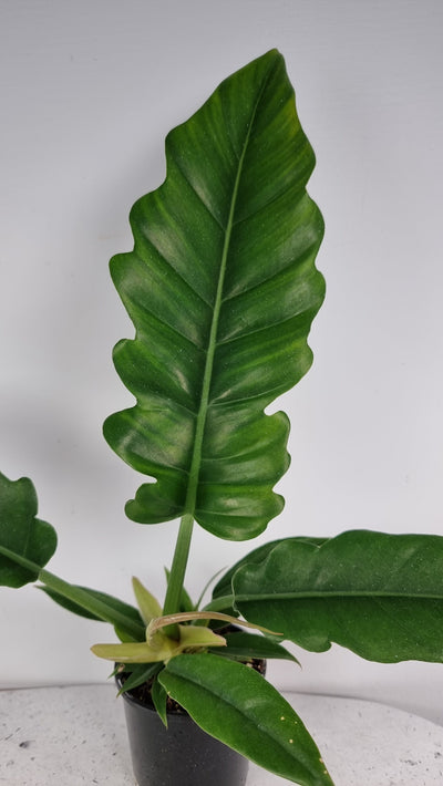 Philodendron pinnatifidum ‘Olympiad’ Root'd Plants 