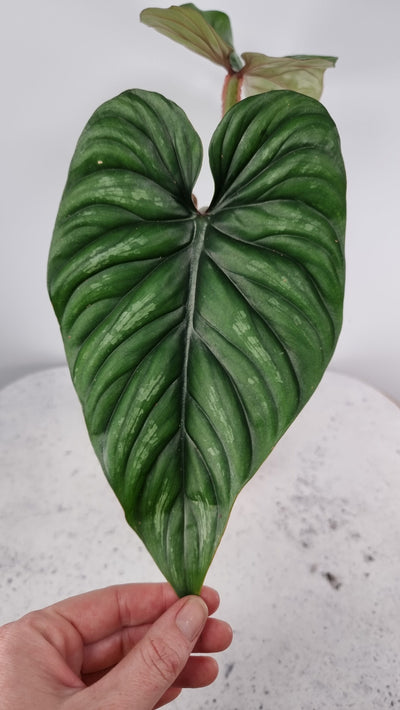 Philodendron plowmanii (narrow) Root'd Plants 