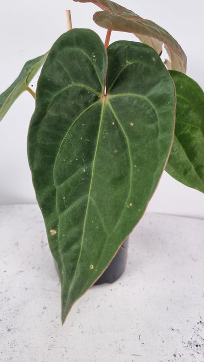 Anthurium hoffmanii hybrid - Red sinus Root'd Plants 
