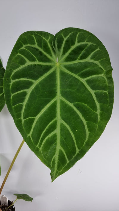 Anthurium magnificum hybrid - Velvet Leaf Aroid Root'd Plants 
