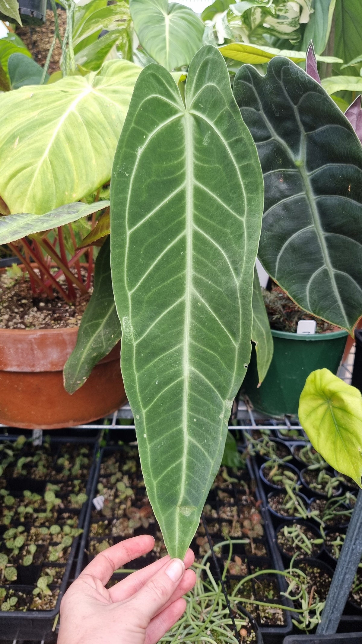 Anthurium warocqueanum (dark clone) - Queen Anthurium Root'd Plants 