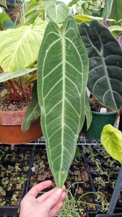 Anthurium warocqueanum (dark clone) - Queen Anthurium Root'd Plants 