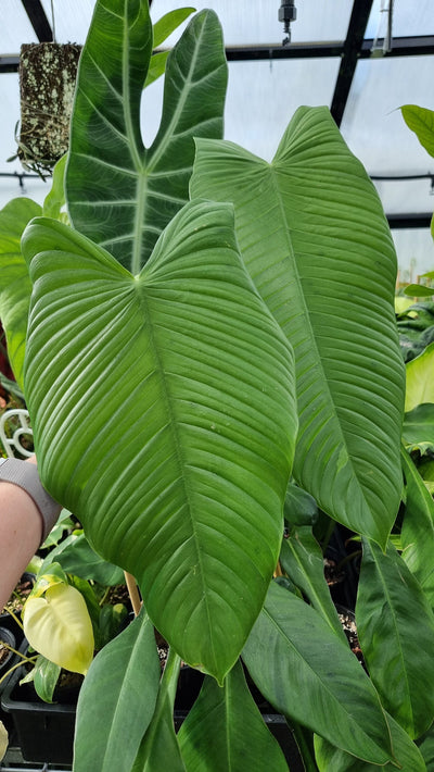 Philodendron tenue Root'd Plants 