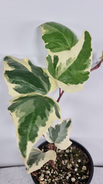 Hedera canariensis variegata - Variegated English Ivy Root'd Plants 