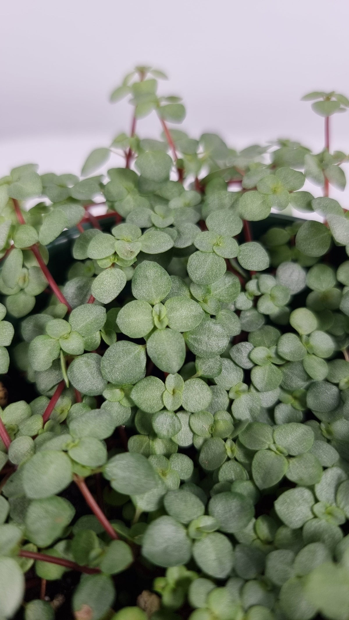 Pilea libanensis - Silver Sprinkles Root'd Plants 