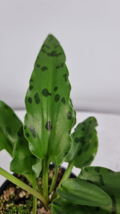 Ledebouria petiolata (prev. Drimiopsis maculata) - Leopard Lily Root'd Plants 