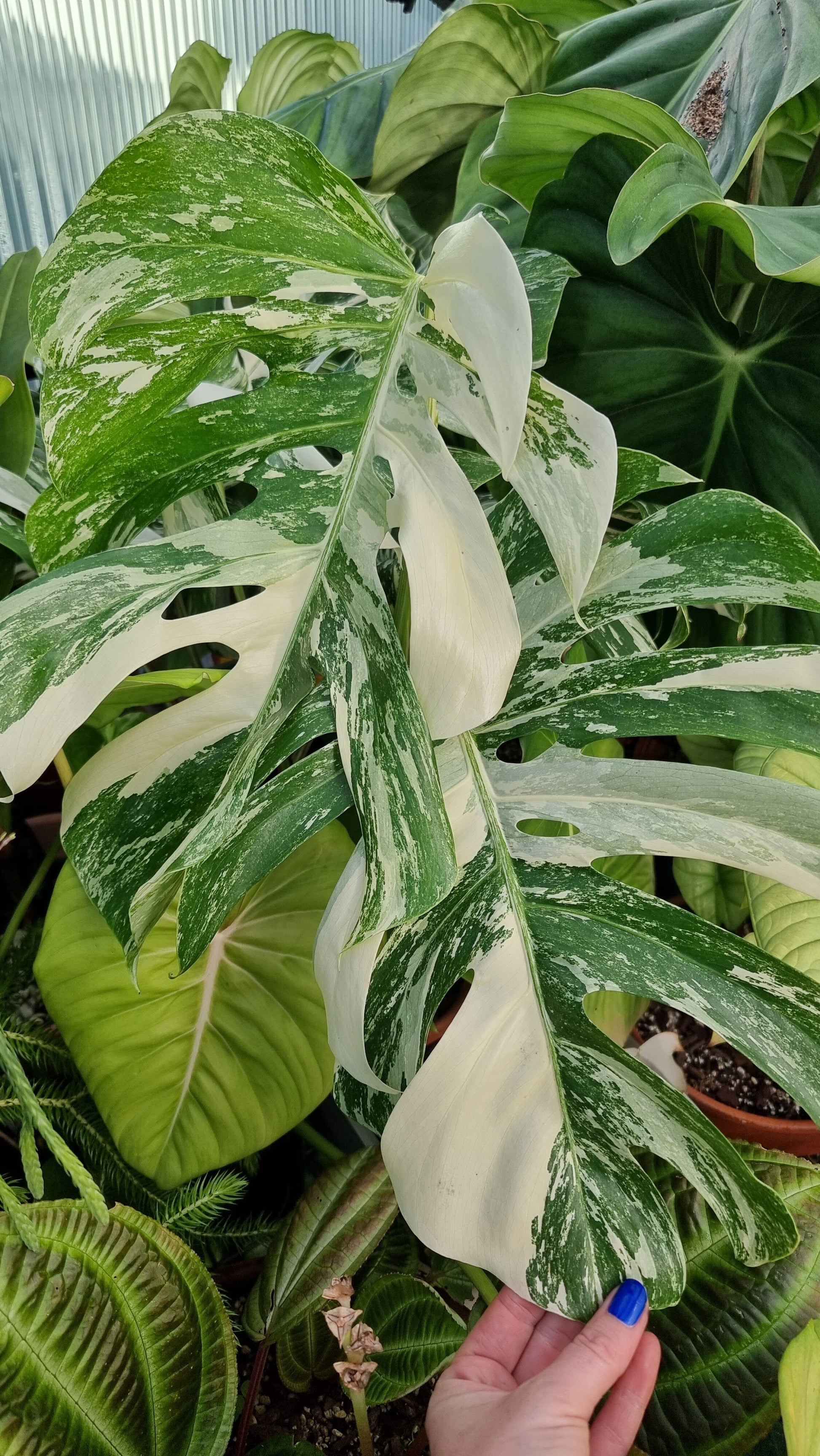 Monstera deliciosa borsigiana variegata - Variegated Fruit Salad Plant Root'd Plants 