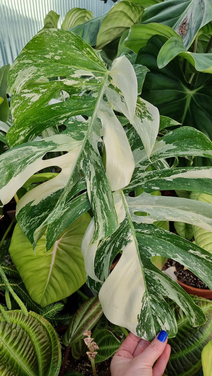 Monstera deliciosa borsigiana variegata - Variegated Fruit Salad Plant Root'd Plants 