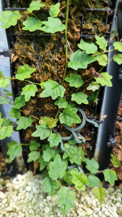 Ficus pumila 'Quercifolia' (syn. Ficus thunbergii) - Mini Oak Leaf Fig Root'd Plants 