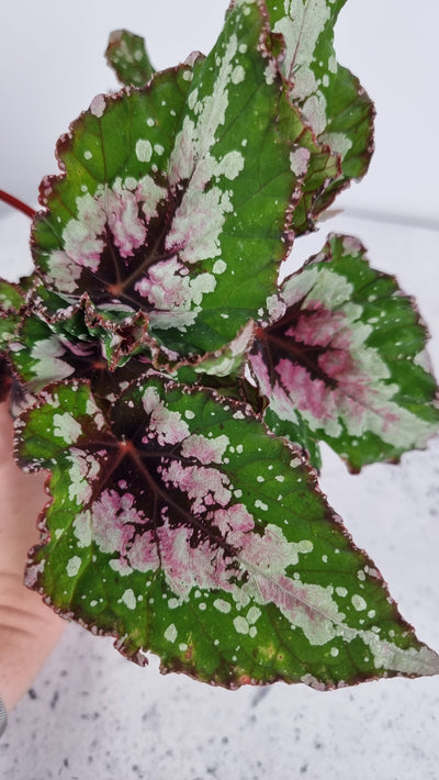 Begonia rex 'Alaska Creek' Root'd Plants 