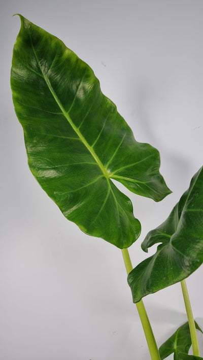 Alocasia macrorrhiza 'Lutea' - Elephant Ear Plant Root'd Plants 