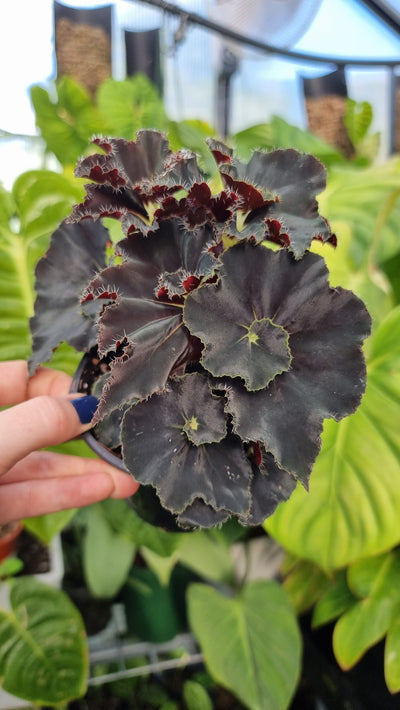 Begonia rex 'Dark Mambo' Root'd Plants 
