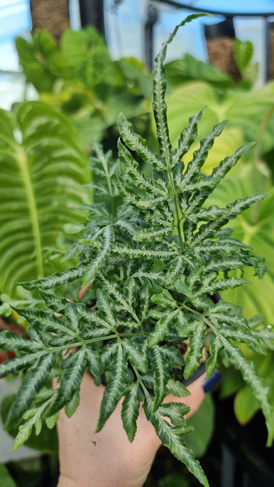 Pteris ensiformis 'Evergemiensis' - Silver Lace Fern Root'd Plants 