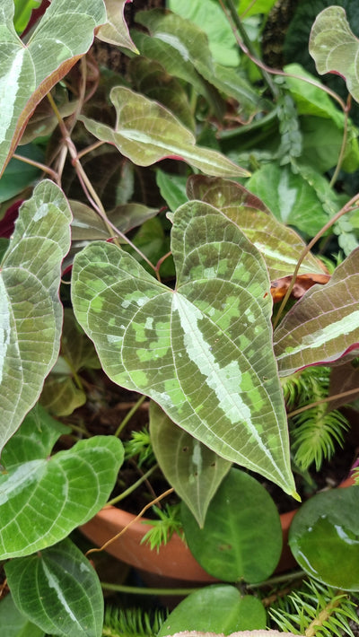Dioscorea discolor - Ornamental Yam Root'd Plants 