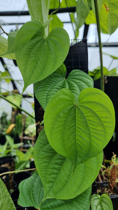 Dioscorea bulbifera var. bulbifera - Aerial Yam Root'd Plants 
