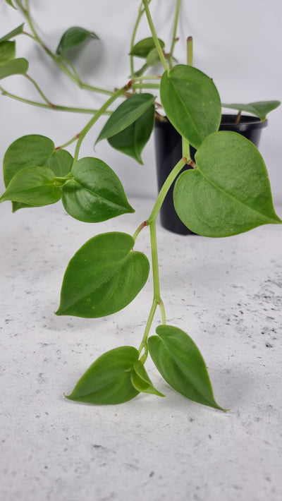 Peperomia scandens - Heart Leaf Peperomia Plants Root'd Plants 