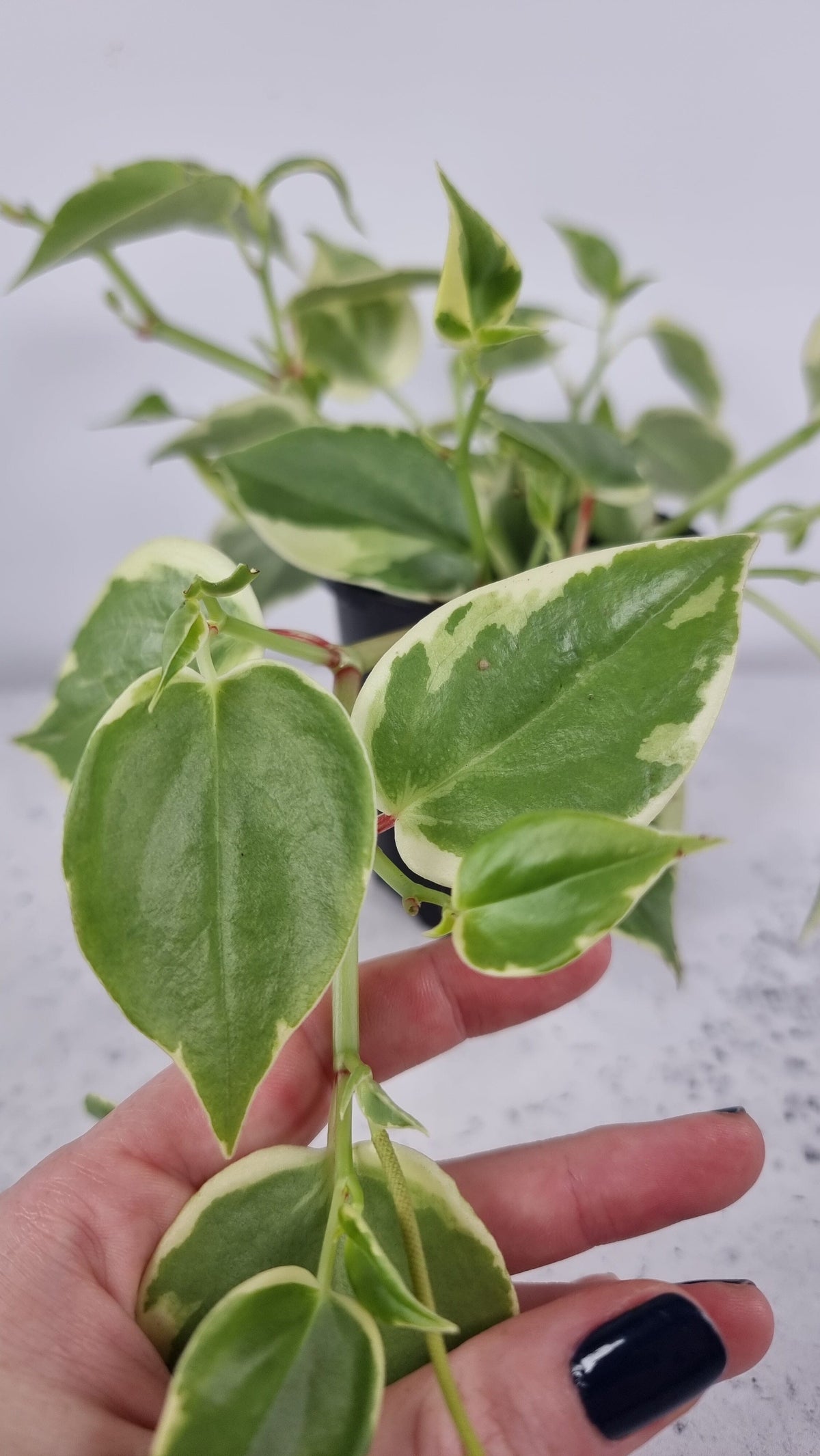 Peperomia scandens variegata - Heart Leaf Peperomia Plants Root'd Plants 