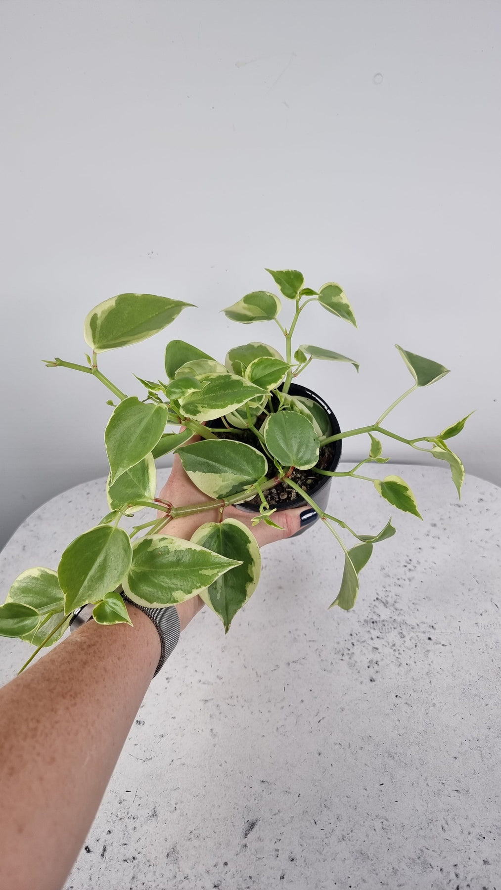 Variegted Cupid peperomia is a trailing plant with gorgeous heart