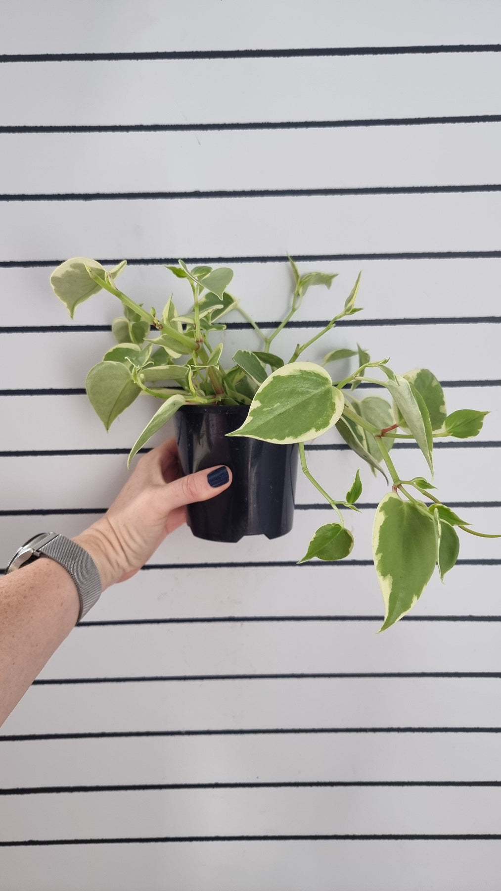 Peperomia 'Cupid' — House Plant Shop