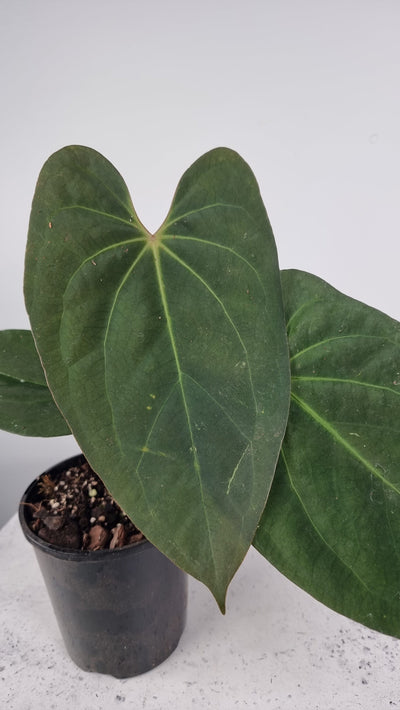 Anthurium Complex Hybrid - Features: Gorgeous Matte Black Leaves Root'd Plants 