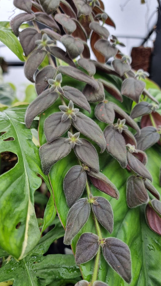 Columnea gloriosa - Goldfish Plant Root'd Plants 