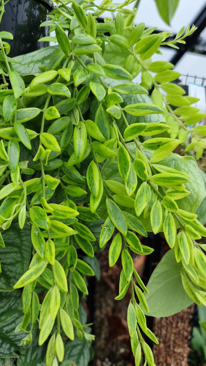 Aeschynanthus sp. variegated - Lipstick Plant Root'd Plants 