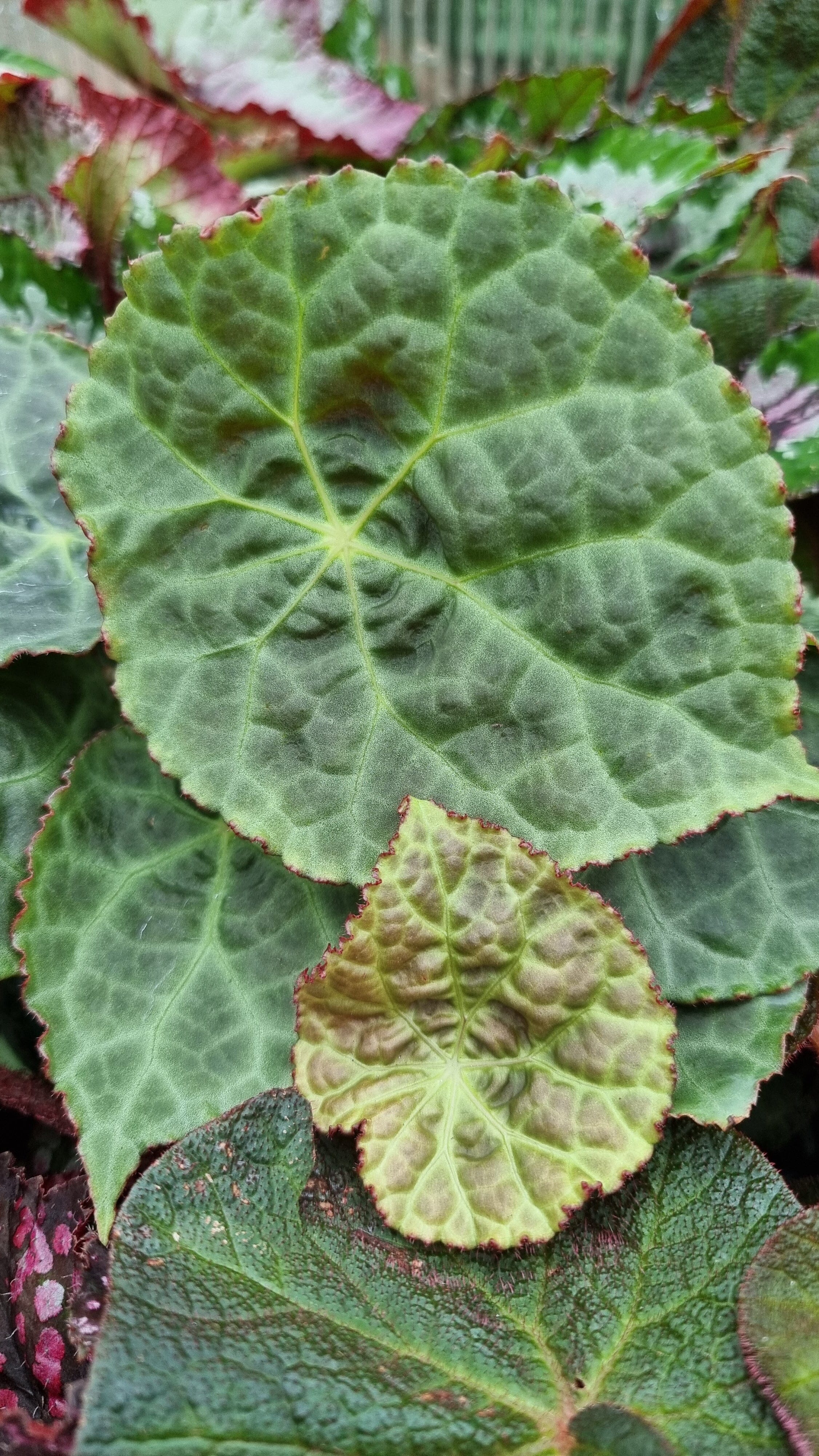 Begonia goegoensis - Rhizomatous Begonia Root'd Plants 