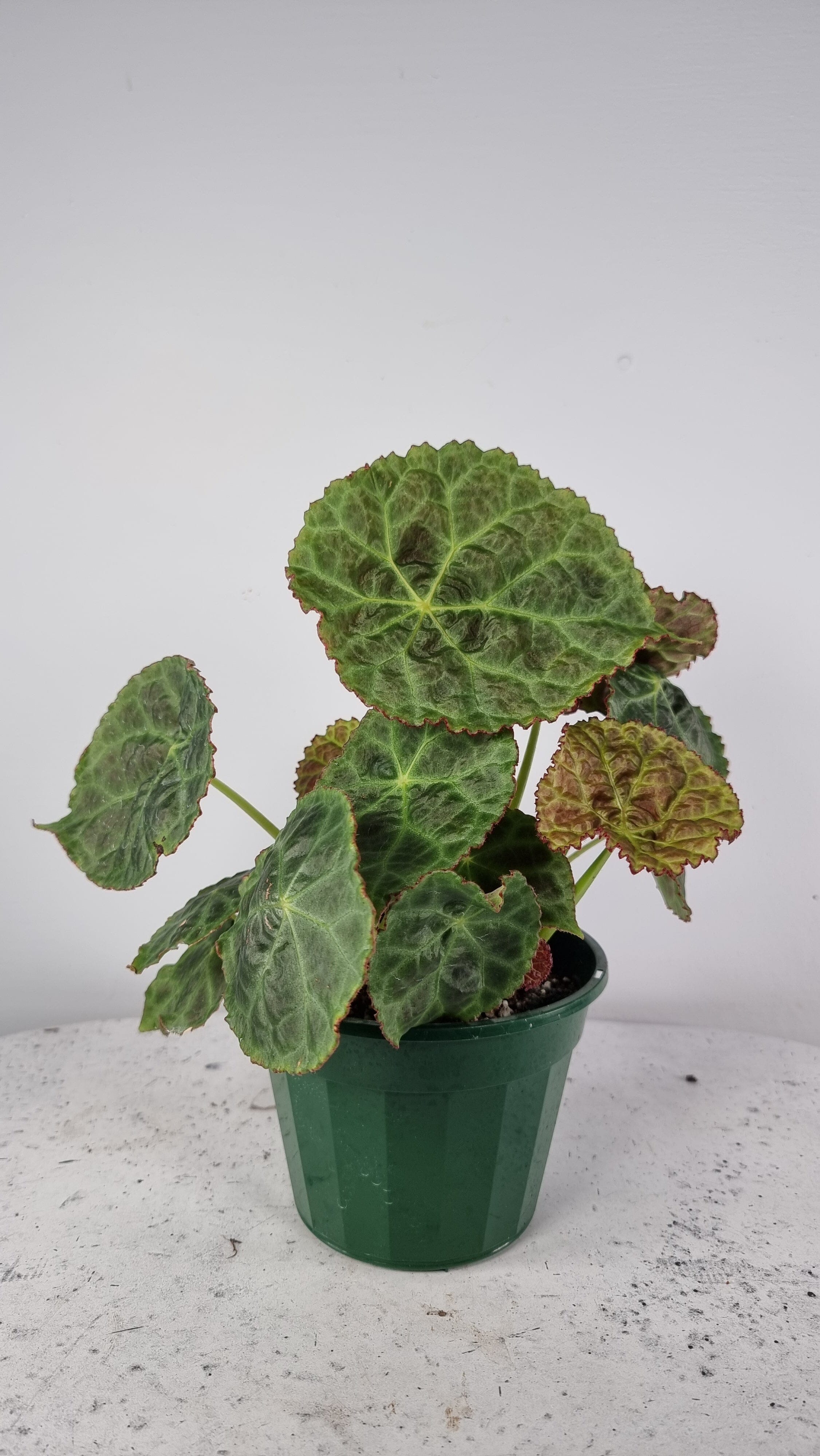 Begonia goegoensis - Rhizomatous Begonia Root'd Plants 140mm 