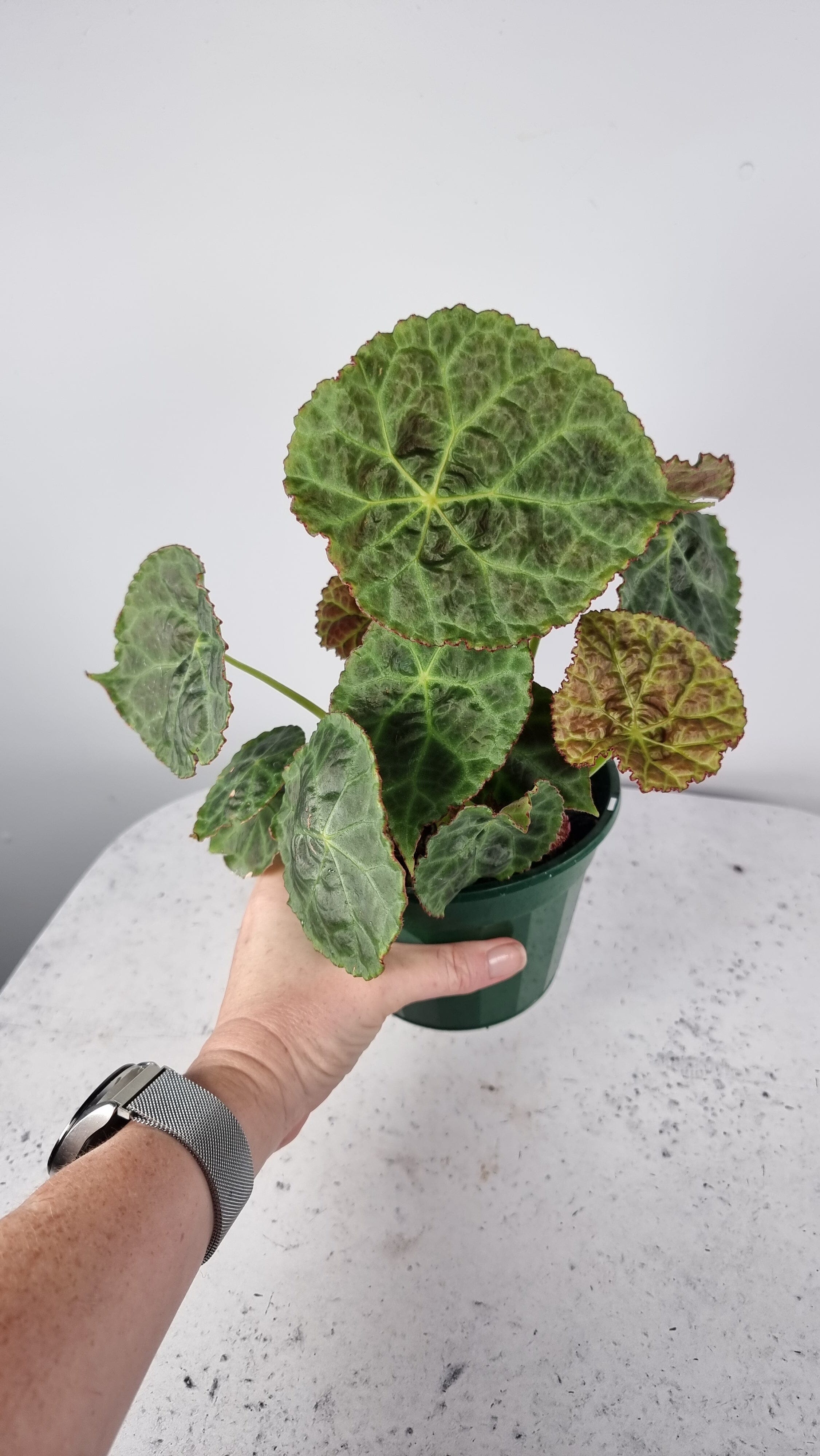 Begonia goegoensis - Rhizomatous Begonia Root'd Plants 