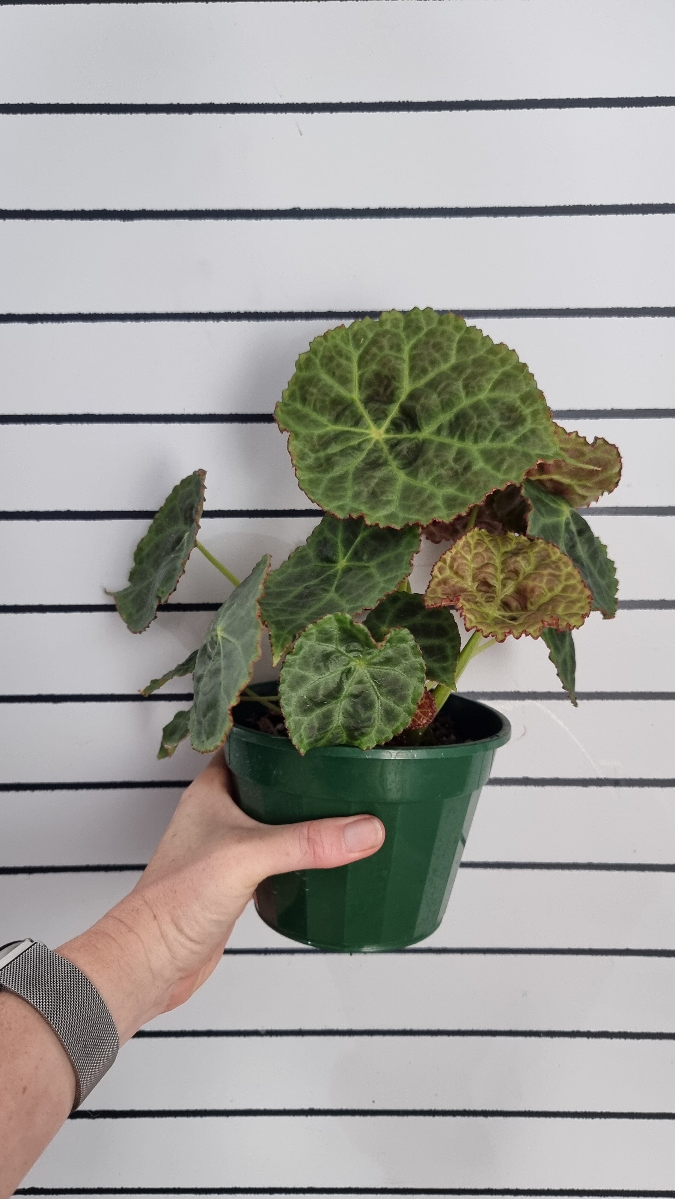 Begonia goegoensis - Rhizomatous Begonia Root'd Plants 