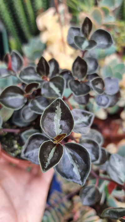 Peperomia metallica 'Galaxy' - Radiator Plant Root'd Plants 