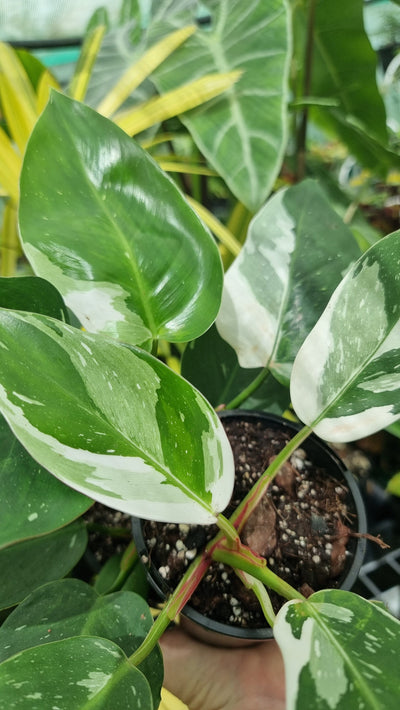 Philodendron erubescens 'White Princess' Root'd Plants 