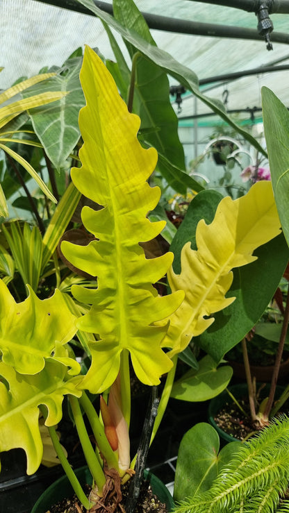 Philodendron 'Golden Ring of Fire' Root'd Plants 