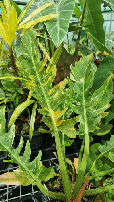 Philodendron 'Ring of Fire' Root'd Plants 